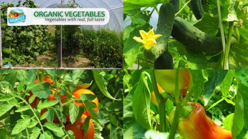 a collage of photos of vegetables in a garden at Eco Farm Milanovic in Despotovac