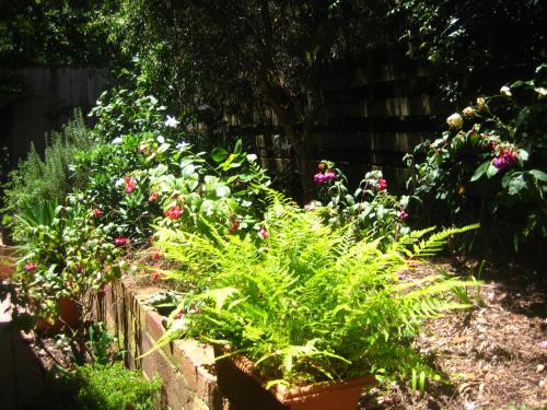 a garden with lots of plants and flowers at Bungunyah Apartments in Croydon