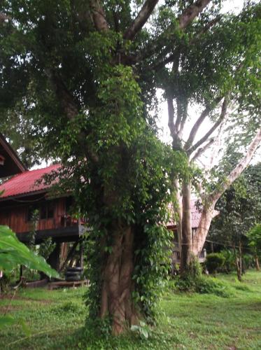 Κήπος έξω από το Bamboo House