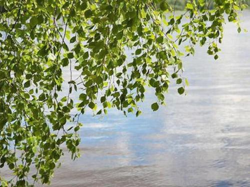 a tree branch with leaves next to a body of water at Holiday Home Joutsenlahti by Interhome in Pätiälä