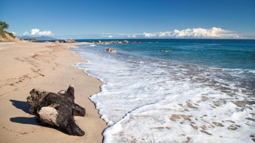 a piece of driftwood on a beach next to the ocean at Hôtel Les 3 Terrasses in Sari Solenzara