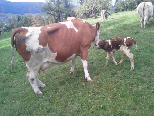 a cow and a calf standing in a field at Bauernhof Kasleitner in Zell am Moos