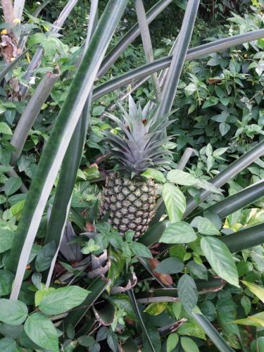 a pineapple growing in the middle of a plant at Ti Plèn Kréol in Pointe-Noire