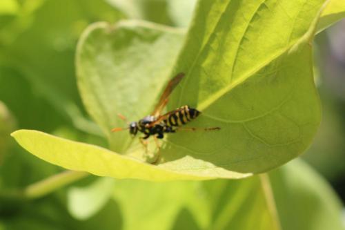una abeja está sentada en una hoja verde en Schwoererhof, en Schweighausen