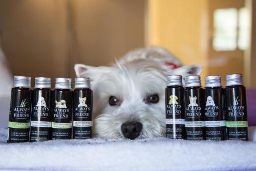 a white dog laying next to a group of four bottles at Hydrama Grand Hotel in Drama