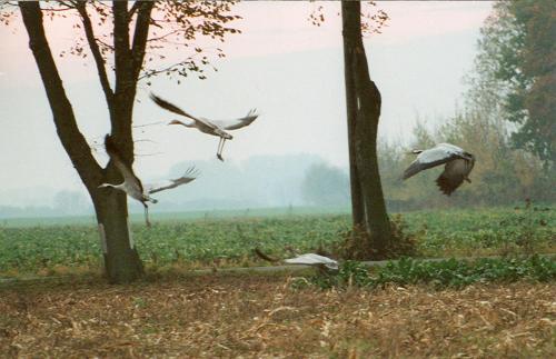 a flock of birds flying around trees in a field at Hof Kranichweide, Holzblockhaus in Saal