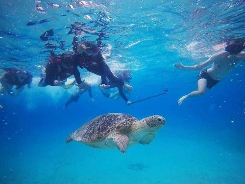 een groep mensen die met een schildpad in het water zwemmen bij Samudra Beach Chalet in Perhentian Island