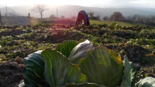 a person in a field with a cabbage plant at Agriturismo Costa San Bernardo in Vaglio di Basilicata