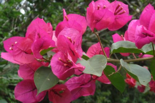 a bunch of pink flowers on a tree at La Réserve Suites in Monte Verde