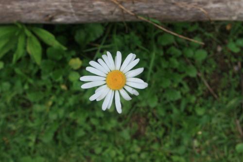 a white flower with an orange center on a fence at La Réserve Suites in Monte Verde