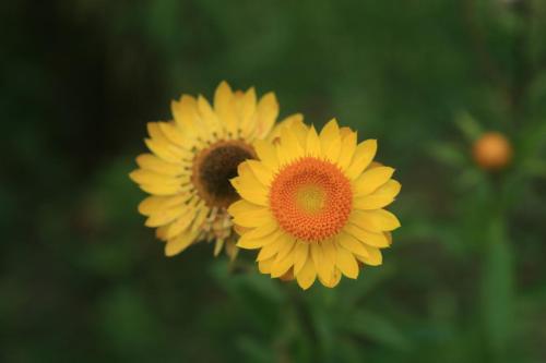 two yellow flowers are standing next to each other at La Réserve Suites in Monte Verde
