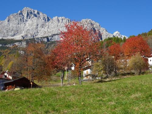 a group of trees in a field with mountains in the background at Hotel Garnì posta in Forno di Zoldo