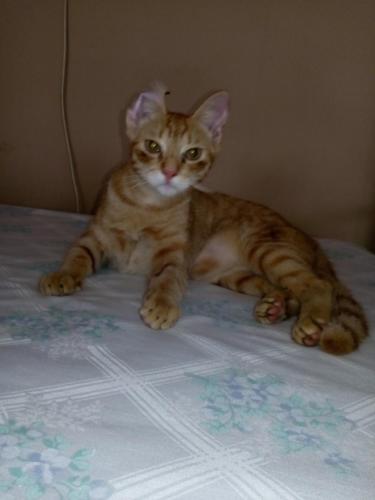 a cat sitting on top of a bed at PaCasa Hostel in David