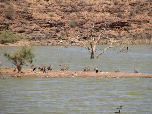 a bunch of birds on an island in the water at Seeheim Hotel in Seeheim
