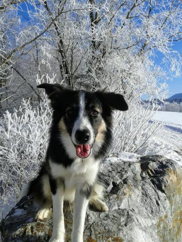 Ospiti di Ferienwohnung-Nassfeld-Haus Umschaden con animali domestici