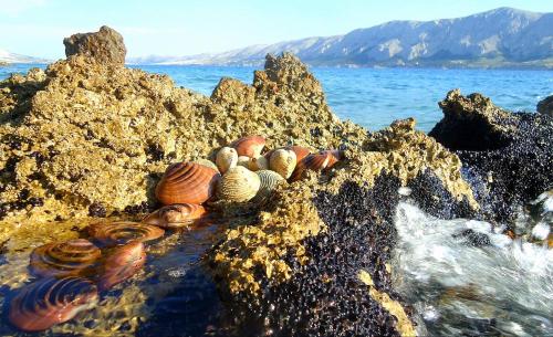 a group of shells sitting on rocks on the beach at Apartmani Dalmatinka in Metajna