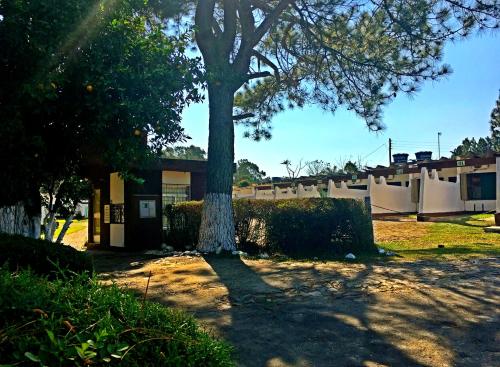 a tree in a yard next to a building at Hotel Comodoro de Rosário Do Sul in Rosário do Sul