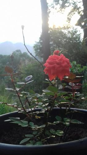 a red flower in a pot in a window at Opal Cottage Ella in Ella