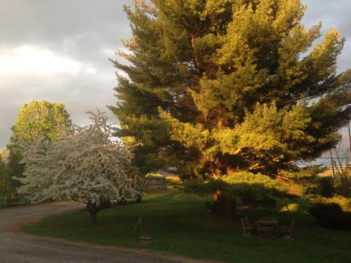 a group of trees in a park next to a road at Harwood Hill Motel in Bennington
