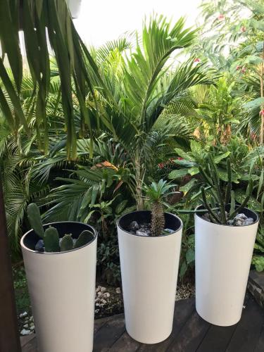 three potted plants in white pots in front of plants at Villa Pelican Lodge in Deshaies