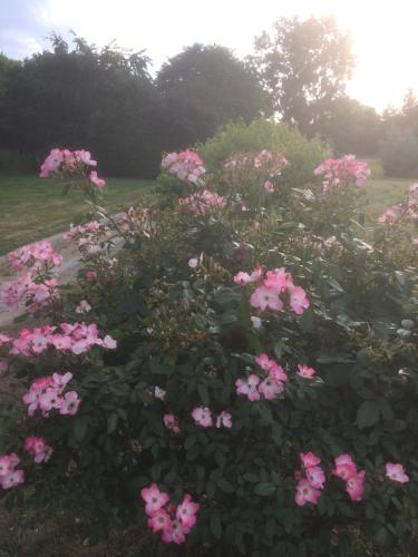 a bunch of pink flowers in a field at Le Gite du Grand Saulaie in Chambellay