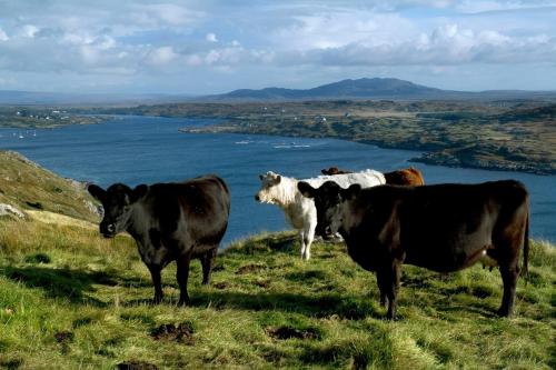 a group of cows standing on top of a hill at Apartment 263 - Clifden in Clifden