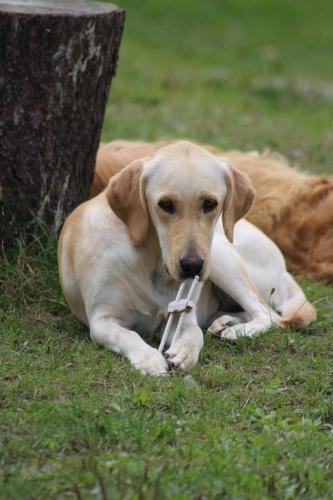a dog laying in the grass next to a tree at Une roulotte et des chevaux in Treffléan