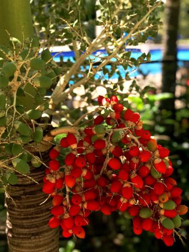 a bunch of red fruit hanging from a tree at Estelar Playa Manzanillo - All inclusive in Cartagena de Indias