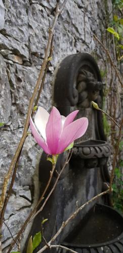 a pink flower sitting on top of a statue at Hotel Magnolia cuetzalan in Cuetzalán del Progreso