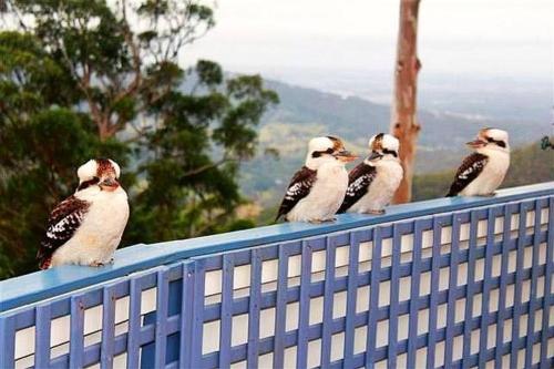 a group of birds sitting on the back of a fence at CLOUD 9 - Cliff Top Eagle Heights in Mount Tamborine