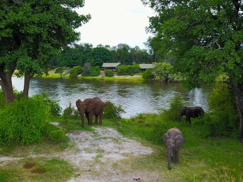 Animales en el lodge o alrededores