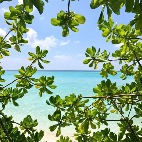 a view of the beach through a tree frame at Coco Villa in Thoddoo