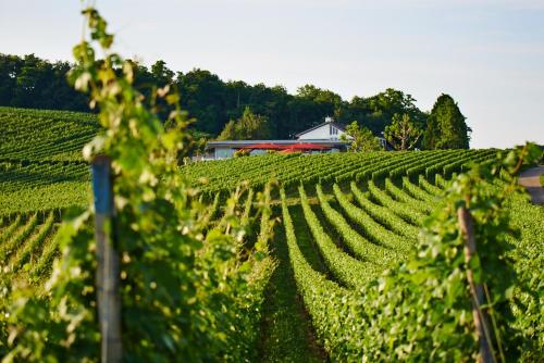 a vineyard with a red barn in the background at Köpfers Steinbuck in Bischoffingen