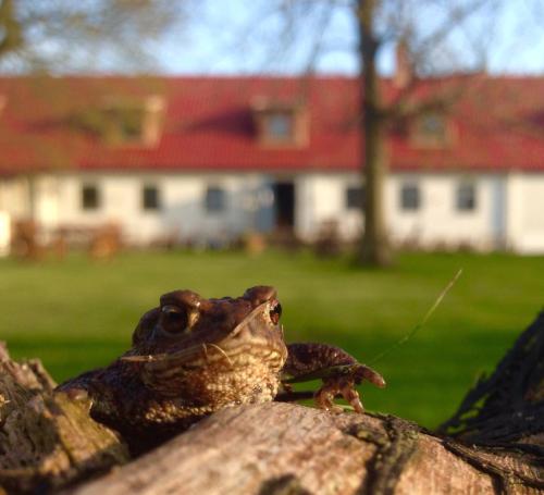 a frog sitting on top of a rock at Tryde 1303 B&B på Österlen in Tomelilla