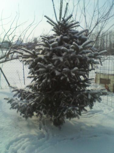 a christmas tree is covered in snow at Vencsellői Wellness Vendégház in Gávavencsellő