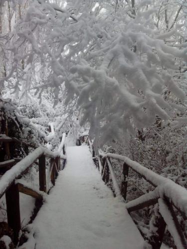 a tree covered in snow with a bridge at El Mirador De Ruidera in Ruidera