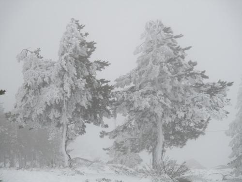 a group of three trees covered in snow at Quinta Damigo in Seia
