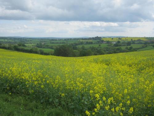 a field of yellow flowers in a green field at The Stables in Bromyard