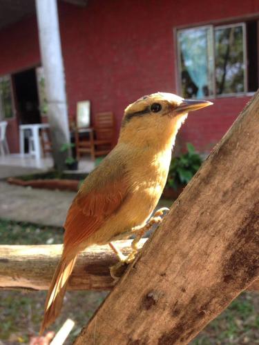 a brown bird sitting on a wooden rail at Sitio Holistico Natureza Sanadora in Morro Reuter