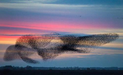 a large flock of birds flying in the sky at Het Vogelhuisje in Twijzelerheide