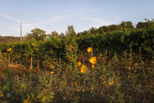 a field of sunflowers in front of a vineyard at Vigna Rocchetta in Cassinasco
