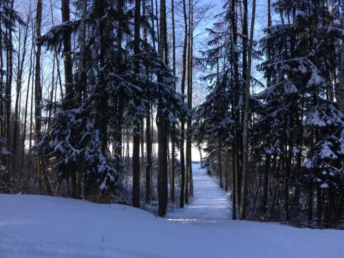 um caminho através de uma floresta coberta de neve com árvores em Dom Suwalszczyzna em Suwałki