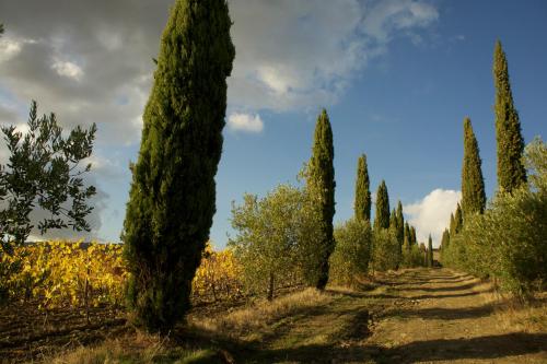 a row of cypress trees on a dirt road at Castello di Volpaia in Radda in Chianti