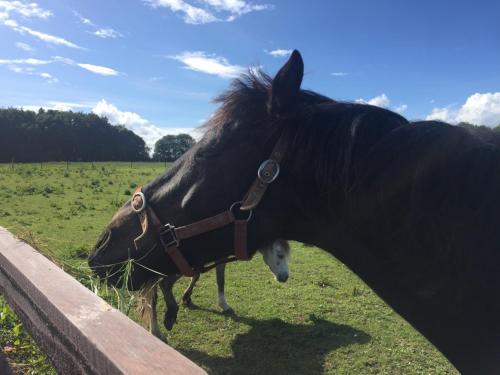 a black horse eating grass next to a fence at Castlemartyr Holiday Mews 2 bed by Trident Holiday Homes in Castlemartyr