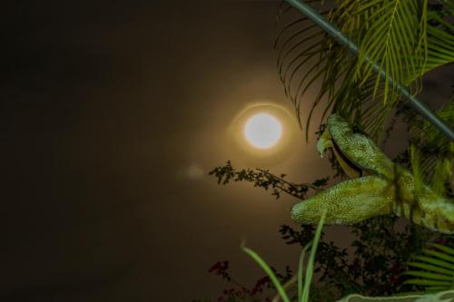 a green lizard sitting on a tree branch at El Peñon De Constantino - Tatacoa in Villavieja