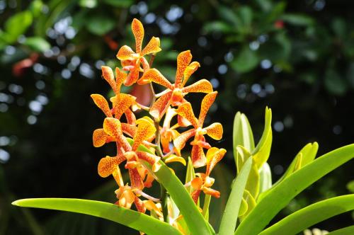 an orange orchid flower with green leaves at Hostellerie La Digue in La Digue