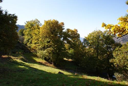 a group of trees on a grassy hill at Casa De La Ermita in Bubión