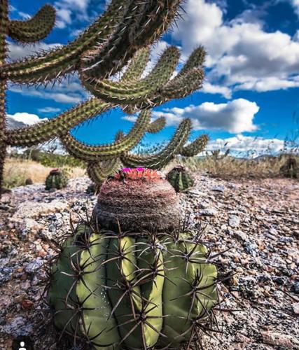 a cactus with a hat on top of a rock at Pousada Vale Encantado in Serra de São Bento