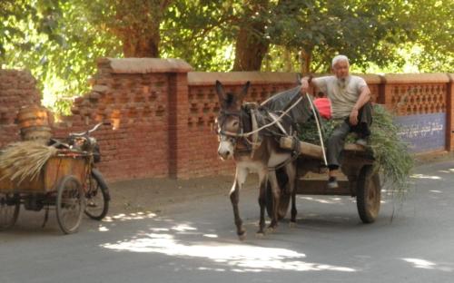 a man riding in a donkey drawn cart at Turpan Silk Road Lodges - The Vines in Turfan
