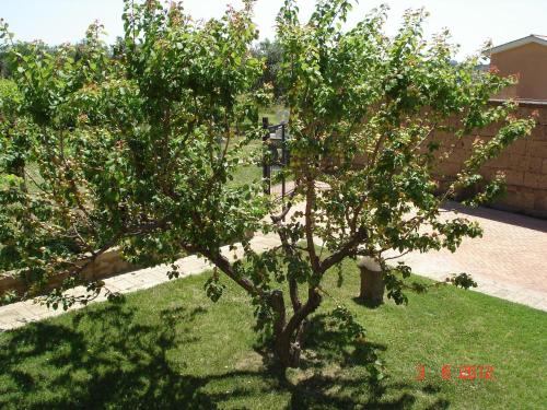 a small apple tree in a yard at Agriturismo Casale Di Gricciano in Cerveteri